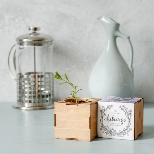 Набор для выращивания «Экокуб Lite», лаванда фото 3 Набор для выращивания «Экокуб Lite», лаванда фото 3