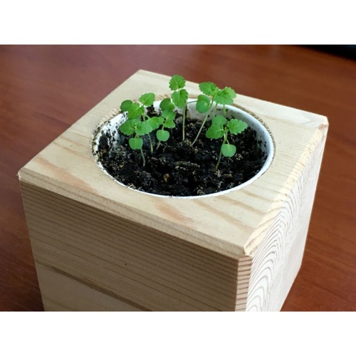 Набор для выращивания «Экокуб», мелисса фото 5 Набор для выращивания «Экокуб», мелисса фото 5